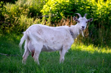 Kurban Kambing