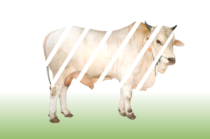Sapi 1/7